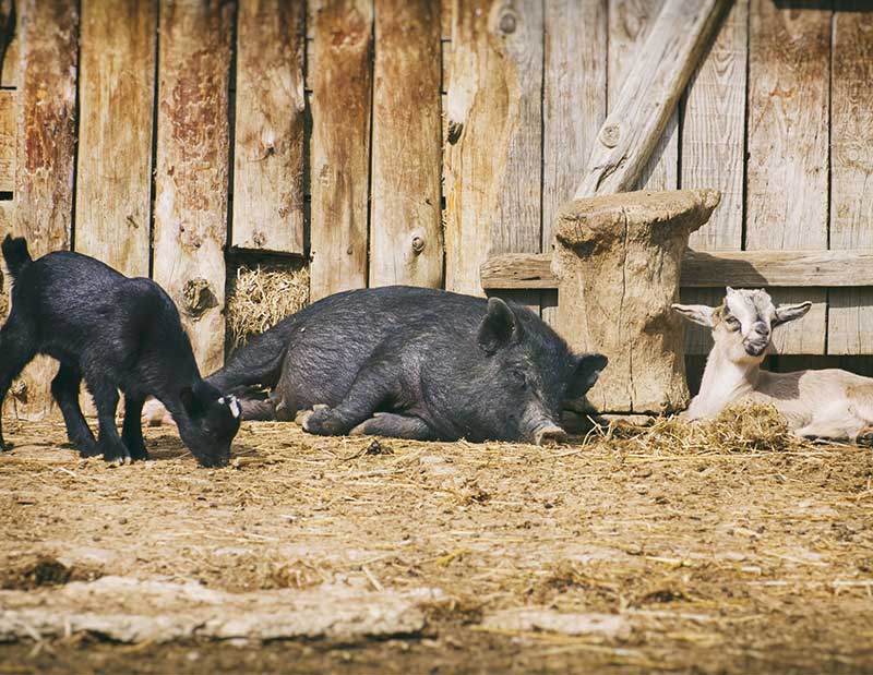 Sanitex animales de granja